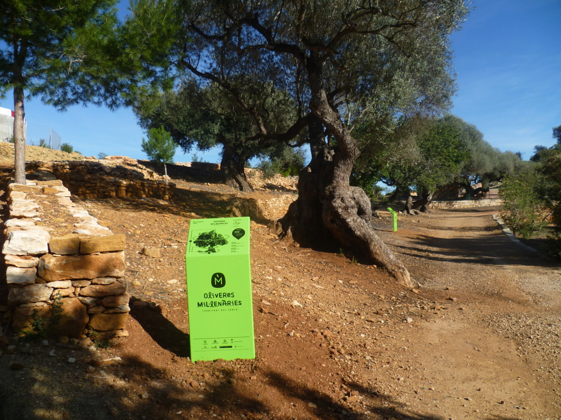 The historical Landscape of the Sénia's Ancient Olive Trees, North East Spain