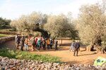 The historical Landscape of the Sénia's Ancient Olive Trees, North East Spain